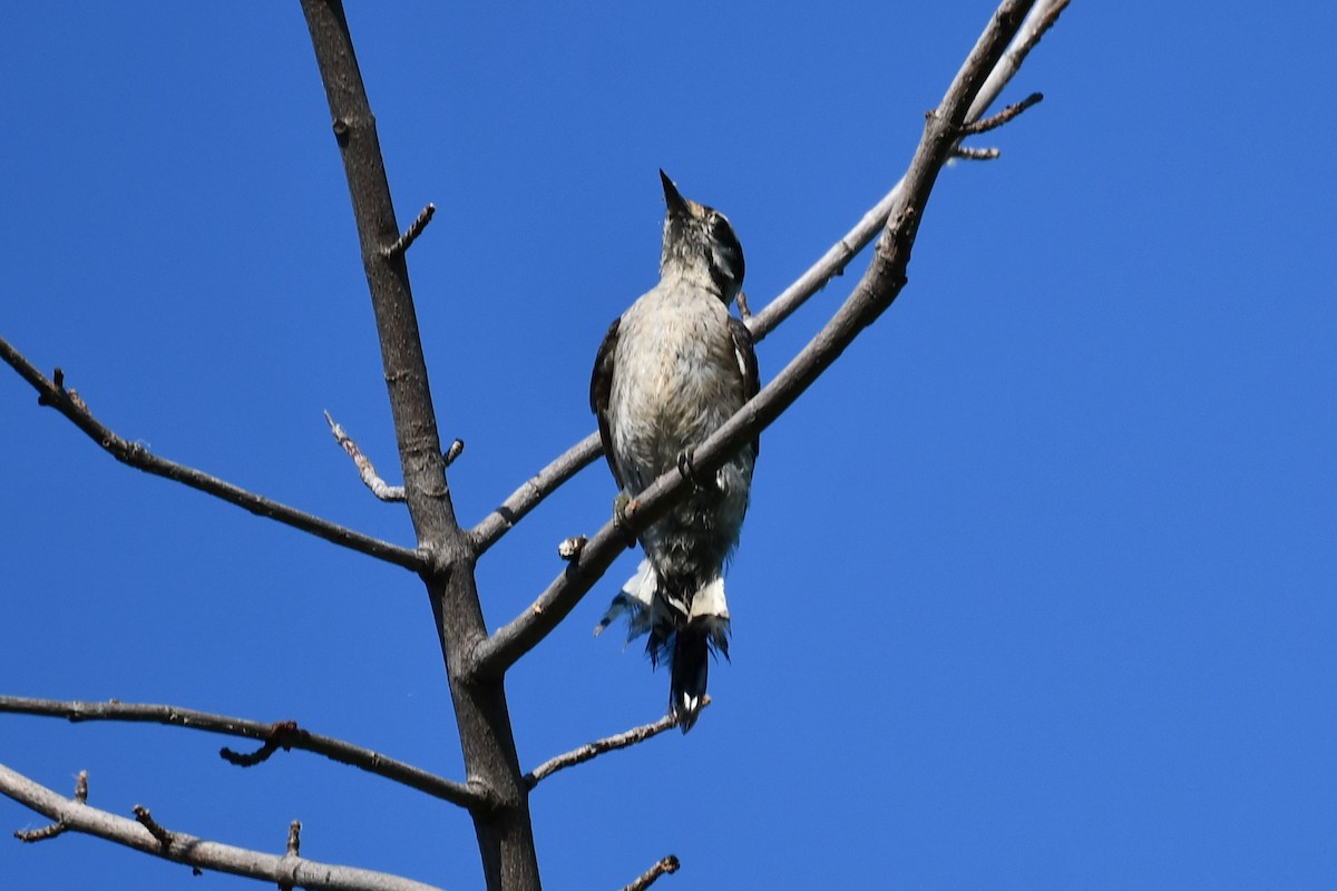 Ladder-backed Woodpecker - ML620837096