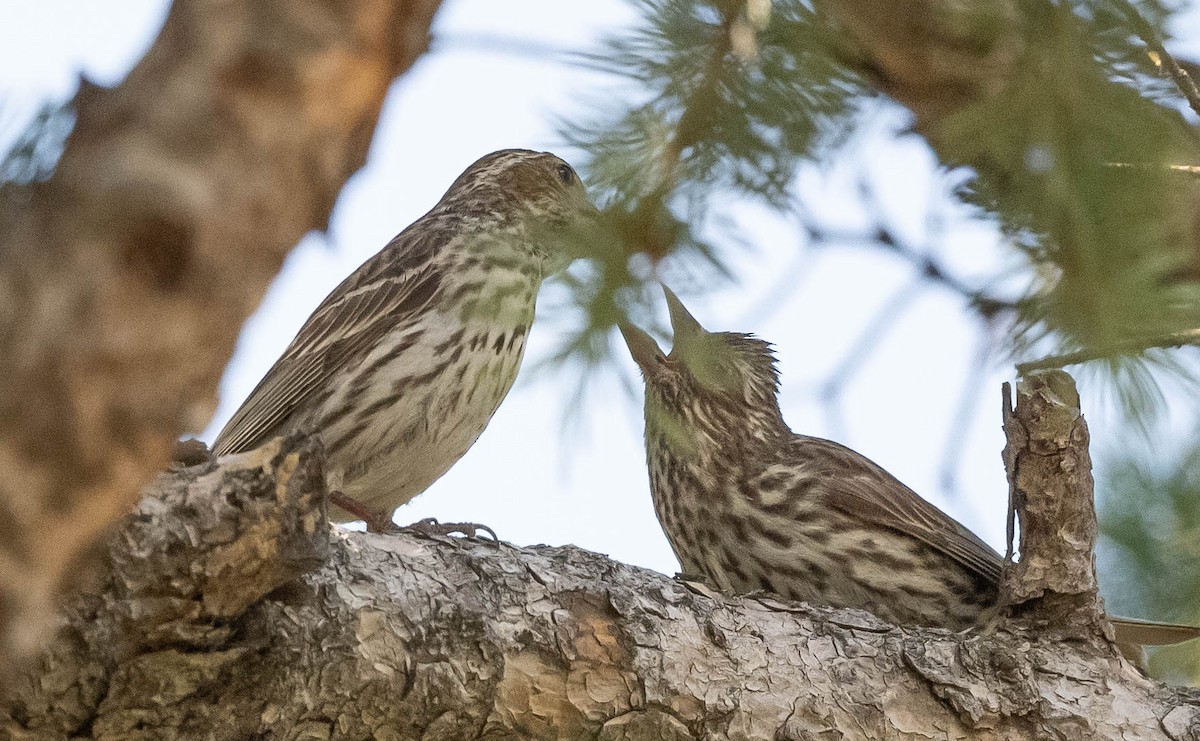 House Finch - ML620837106