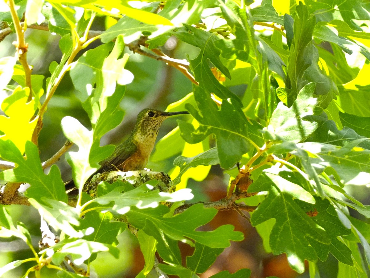 Broad-tailed Hummingbird - ML620837143