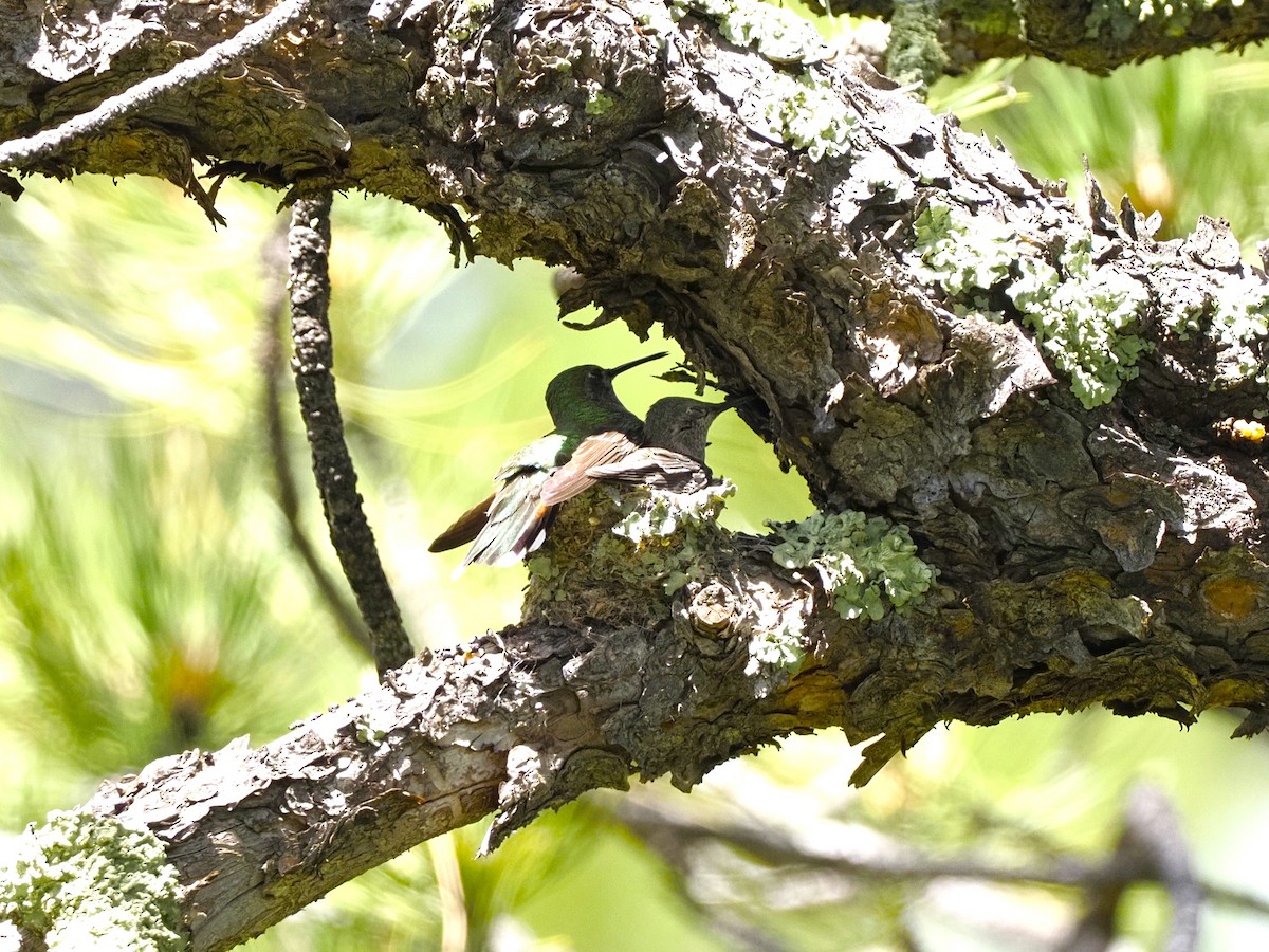 Broad-tailed Hummingbird - ML620837144