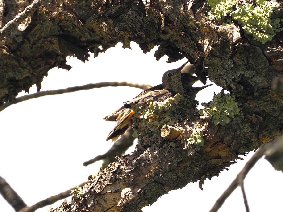 Broad-tailed Hummingbird - ML620837145