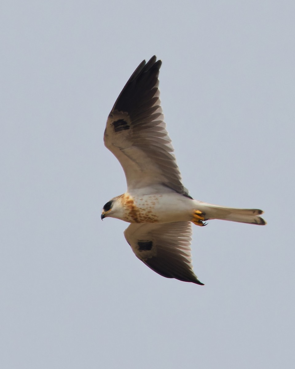 White-tailed Kite - ML620837163