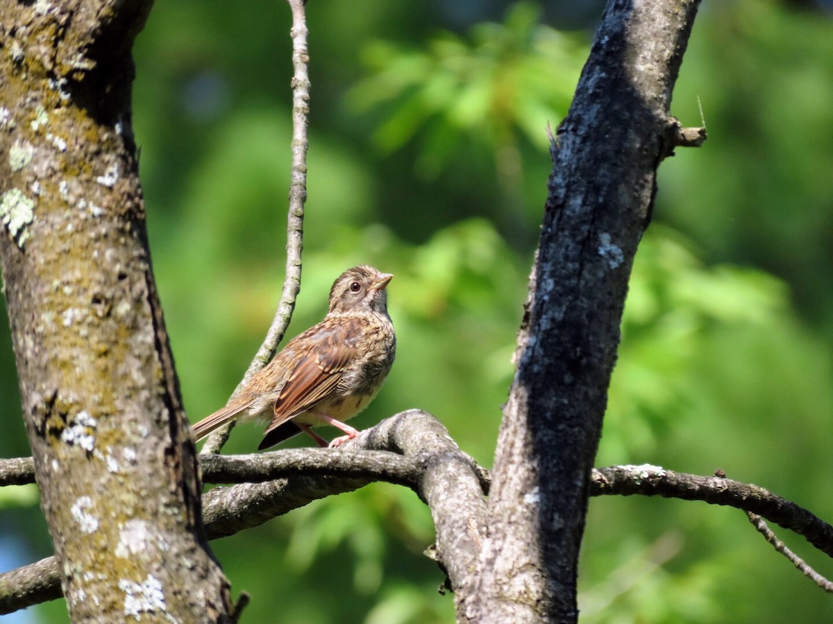 Swamp Sparrow - ML620837179