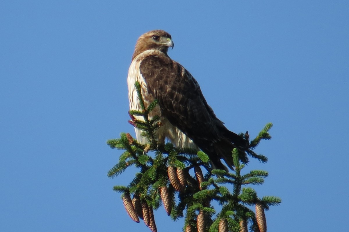 Red-tailed Hawk - ML620837192