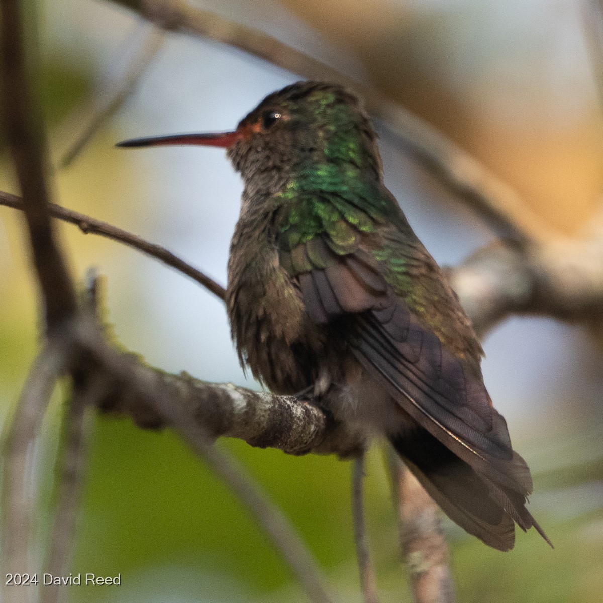 Rufous-tailed Hummingbird - ML620837202