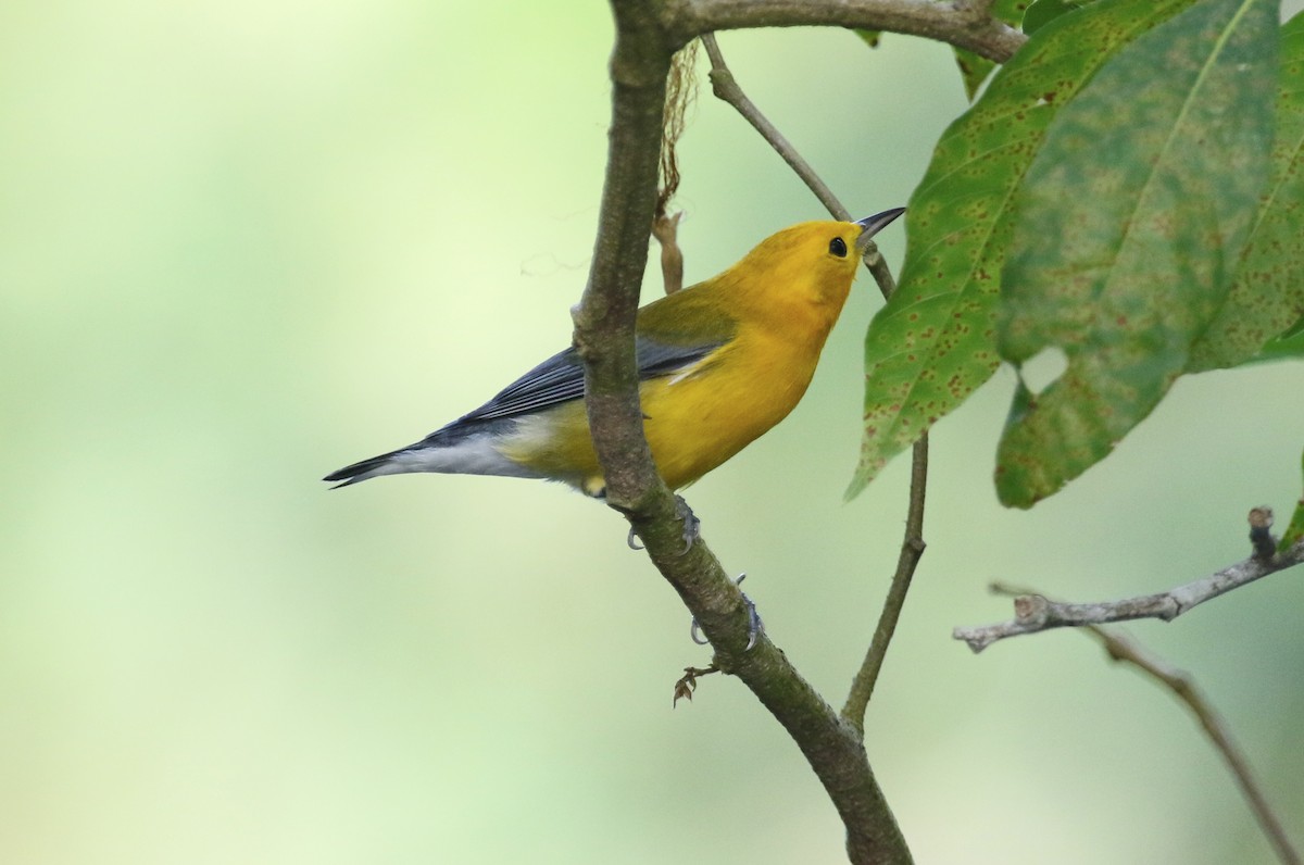 Prothonotary Warbler - ML620837207