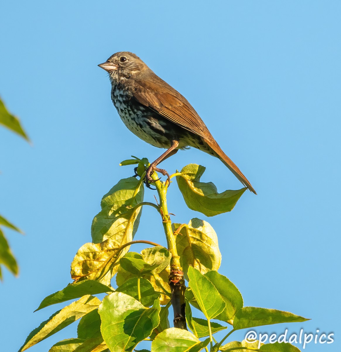 Fox Sparrow (Sooty) - ML620837208
