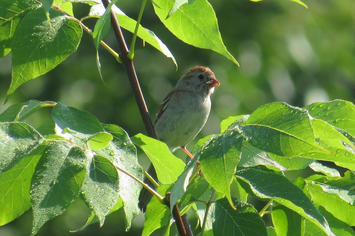 Field Sparrow - ML620837233