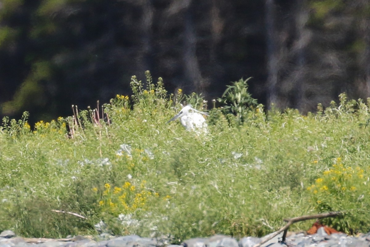 Little Egret - ML620837263