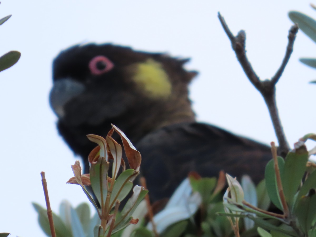 Yellow-tailed Black-Cockatoo - ML620837277