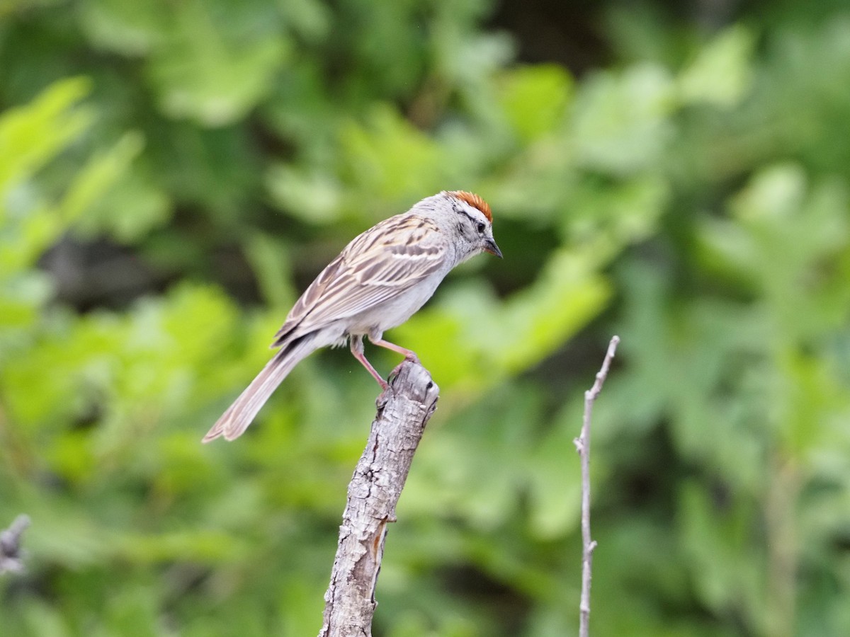 Chipping Sparrow - ML620837280