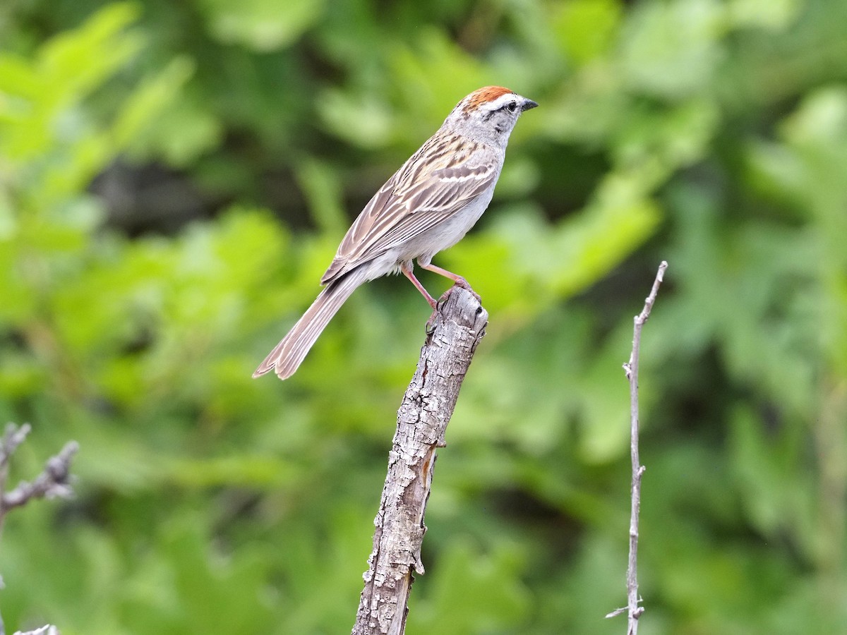 Chipping Sparrow - ML620837282