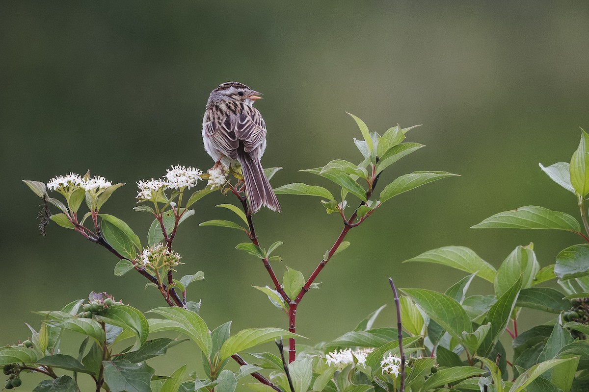 Clay-colored Sparrow - ML620837288