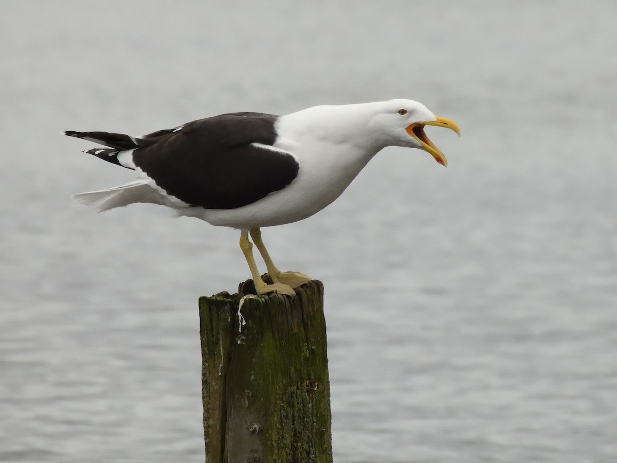 Kelp Gull - ML620837289