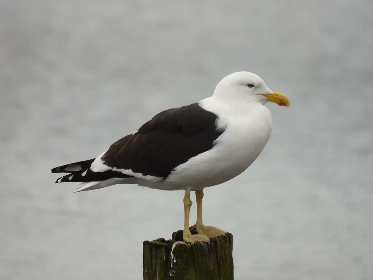 Kelp Gull - ML620837290