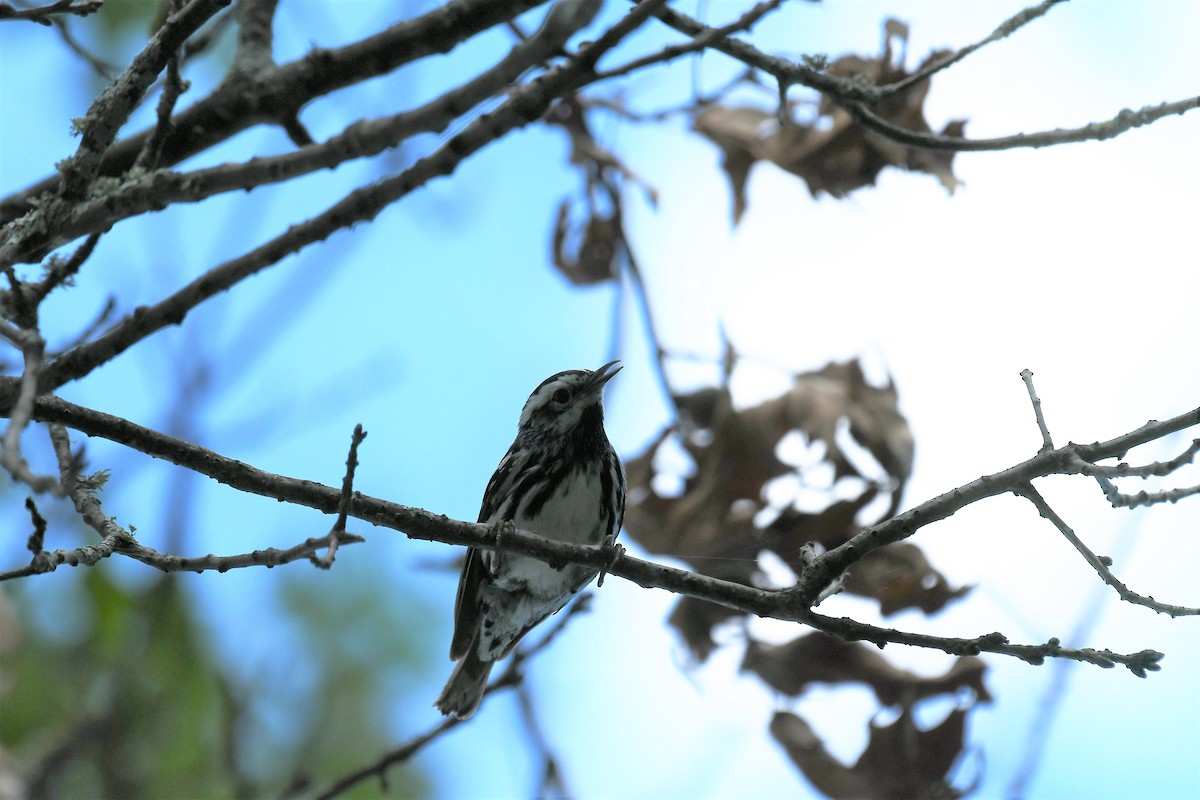 Black-and-white Warbler - ML620837291