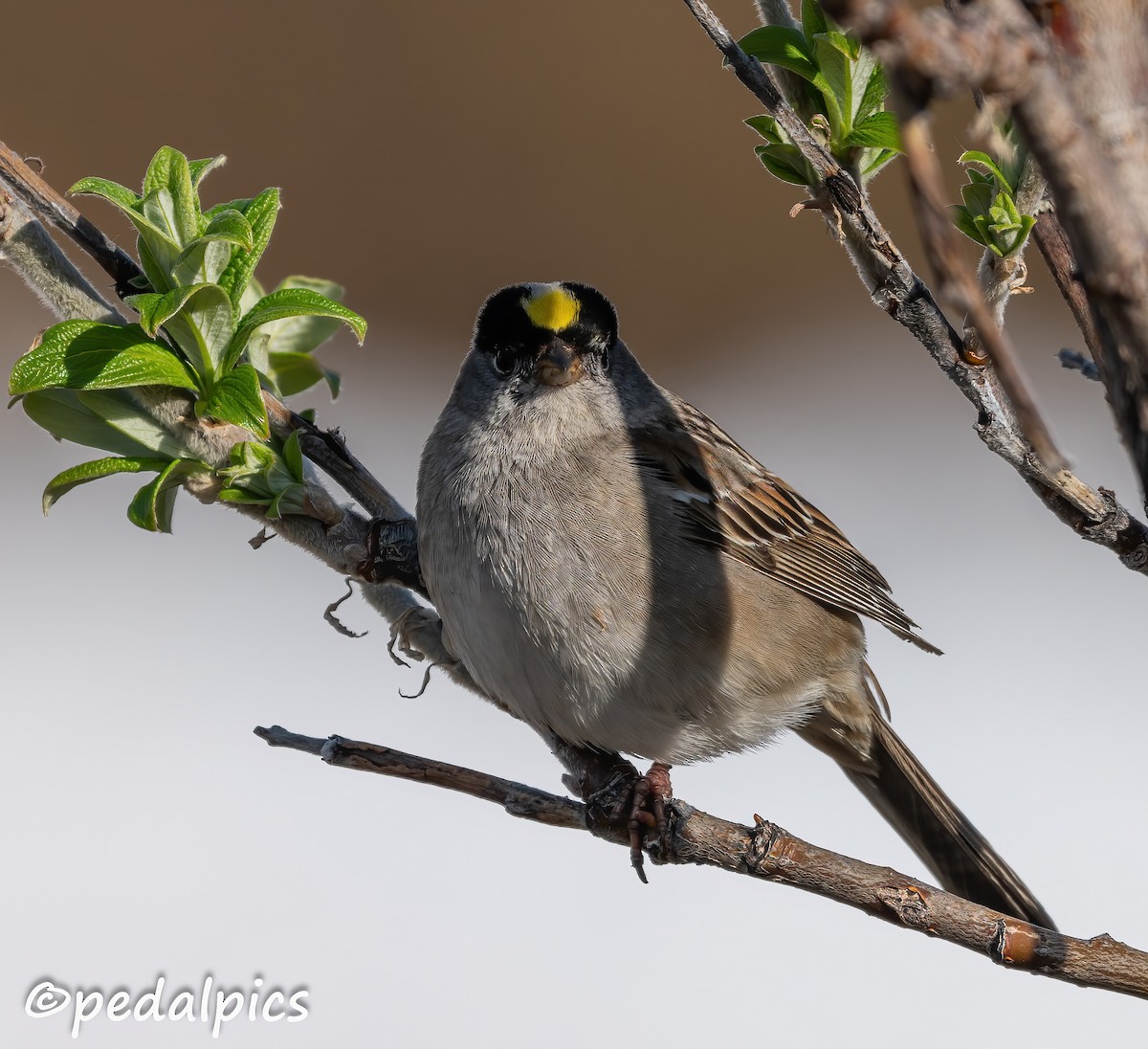 Golden-crowned Sparrow - ML620837292