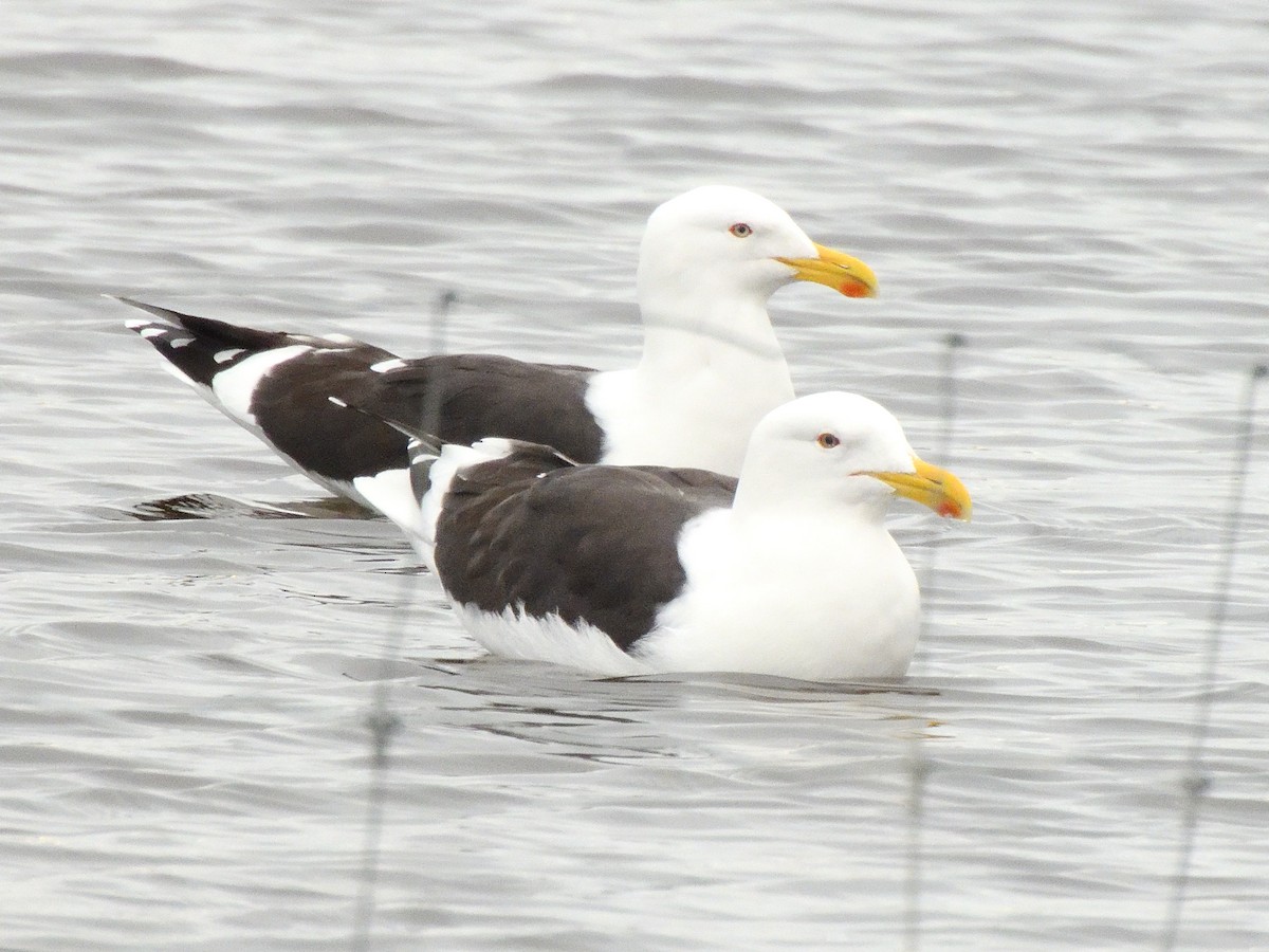 Kelp Gull - ML620837294