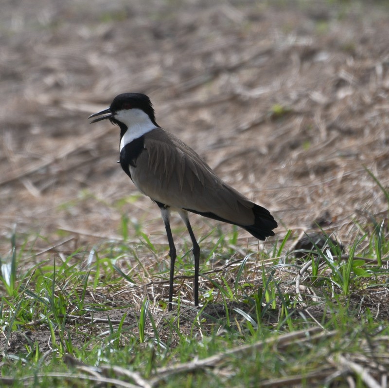 Spur-winged Lapwing - ML620837296