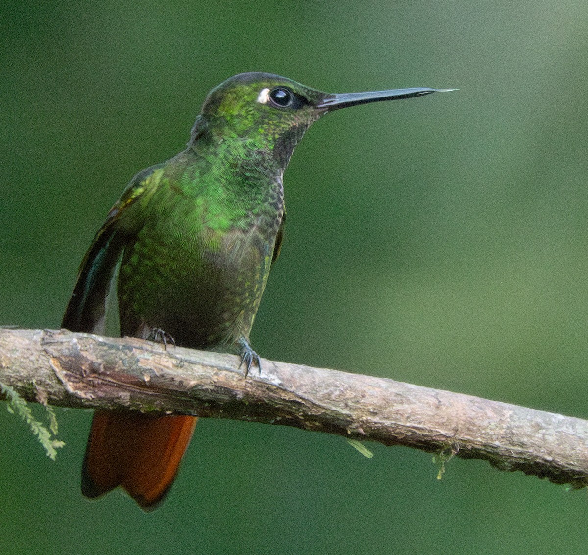 kolibřík brazilský - ML620837309