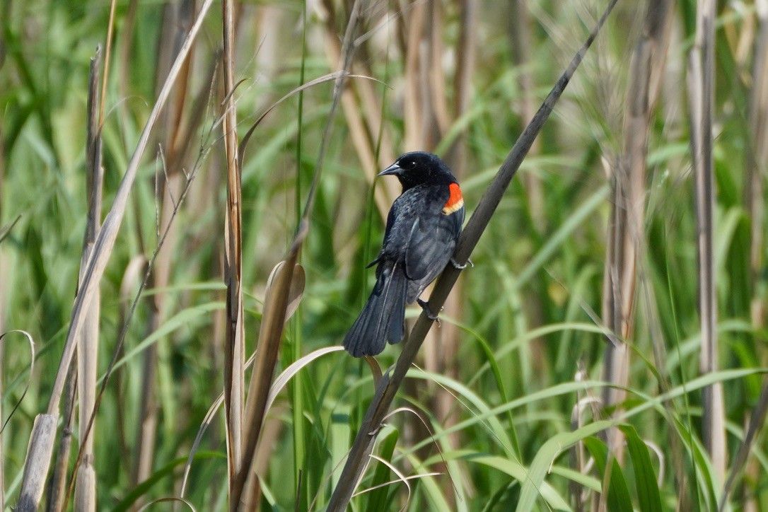Red-winged Blackbird - ML620837316