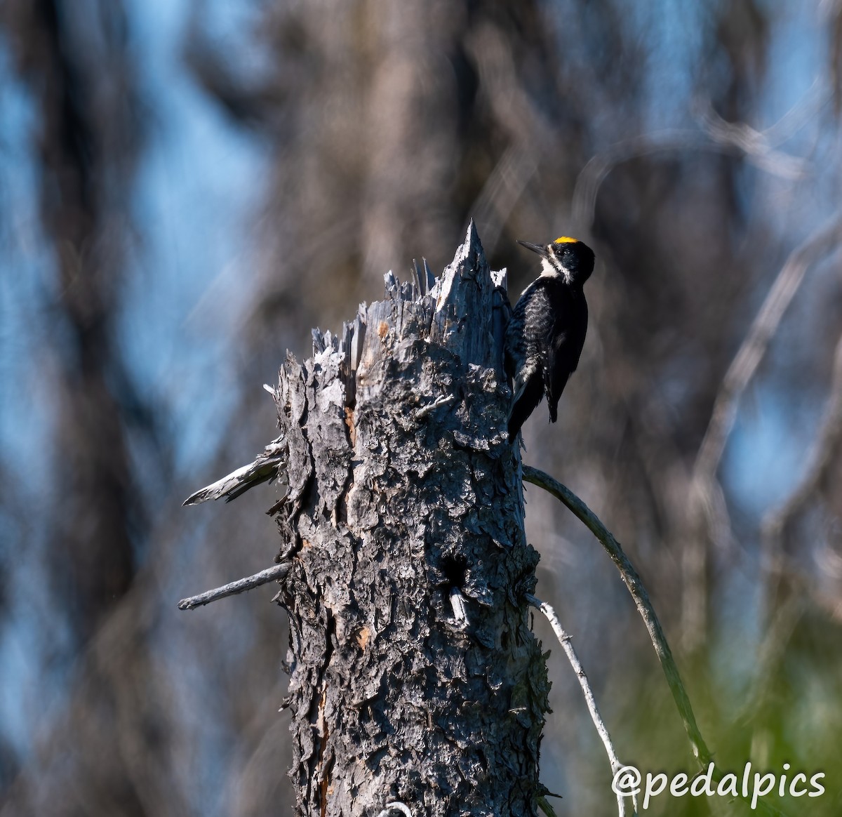Black-backed Woodpecker - ML620837319