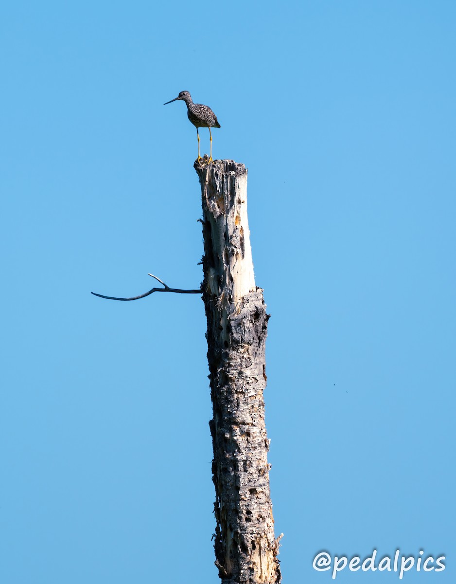 Greater Yellowlegs - ML620837325