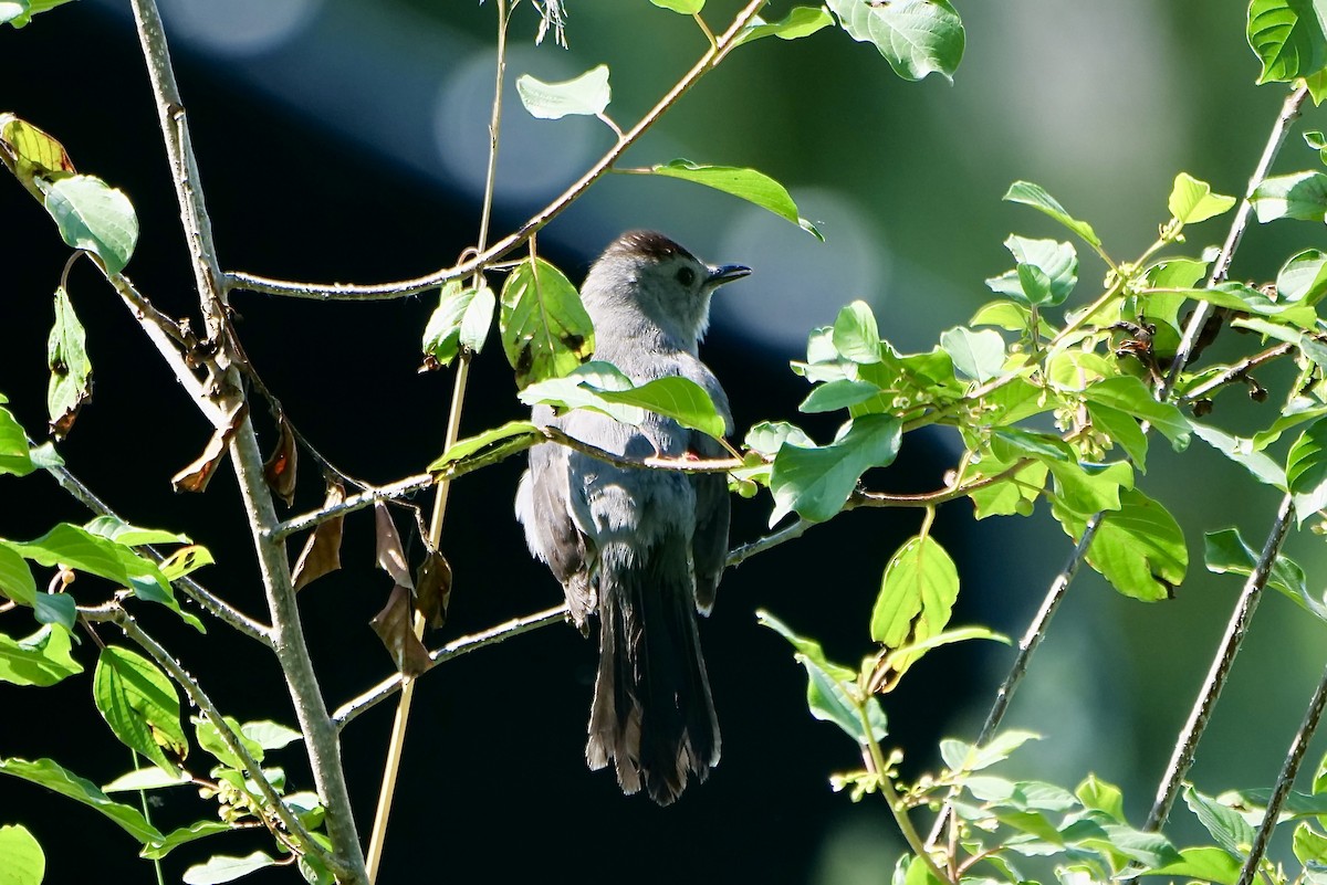 Gray Catbird - ML620837350