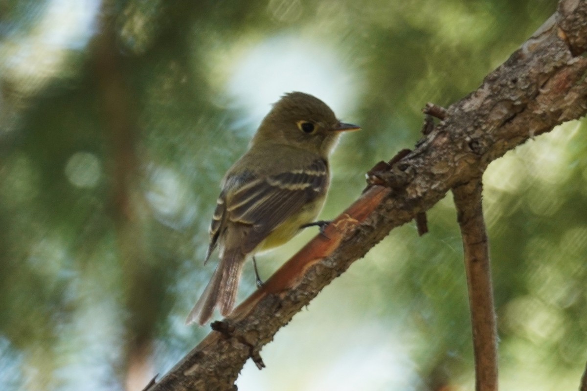 Western Flycatcher (Cordilleran) - ML620837371