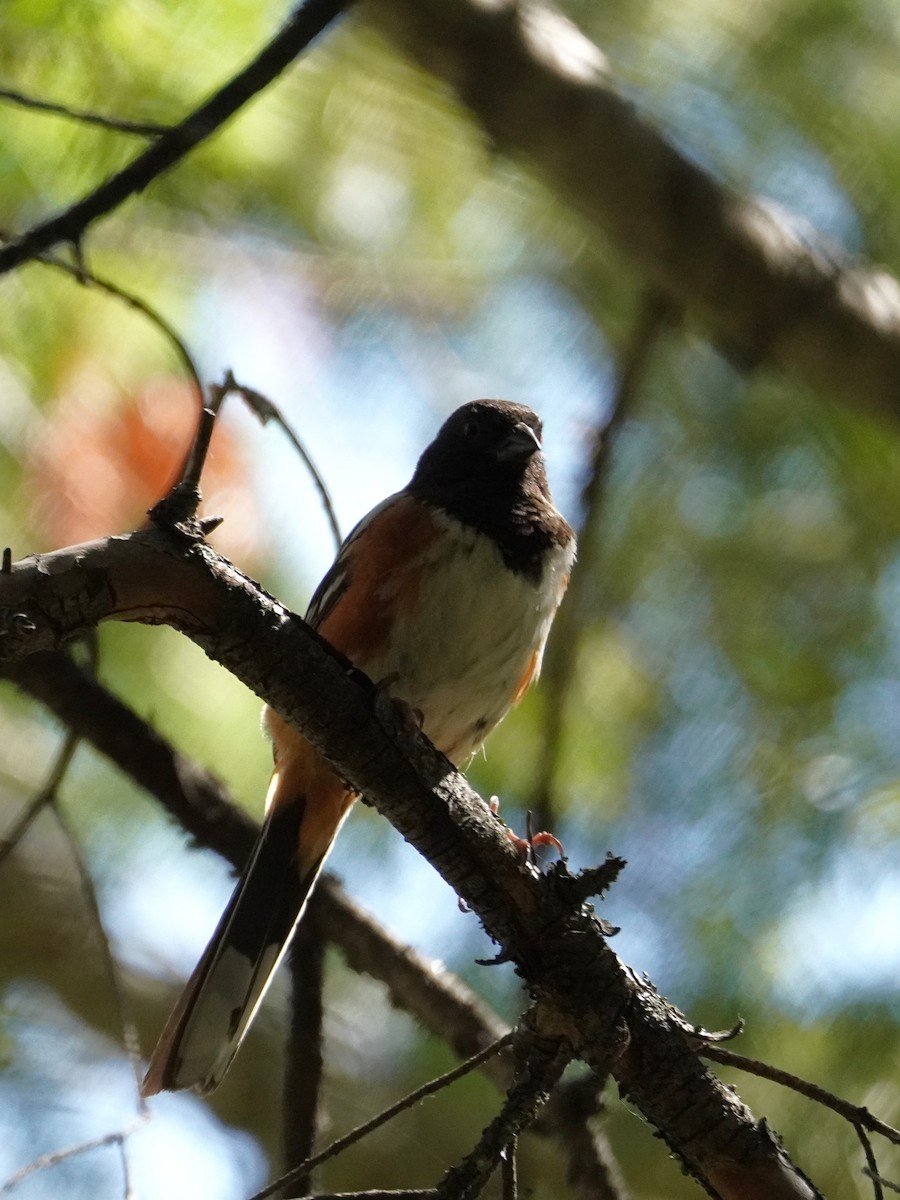 Spotted Towhee - ML620837408
