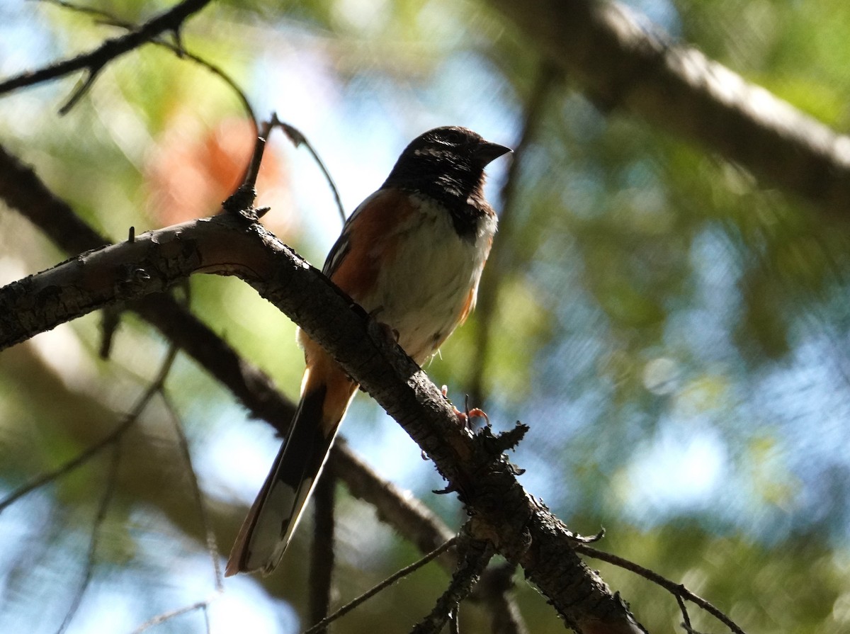 Spotted Towhee - ML620837409