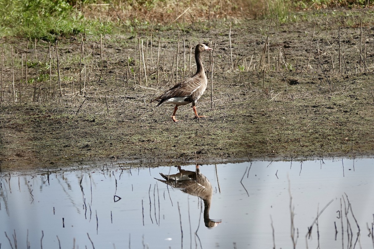 Greater White-fronted Goose - ML620837413