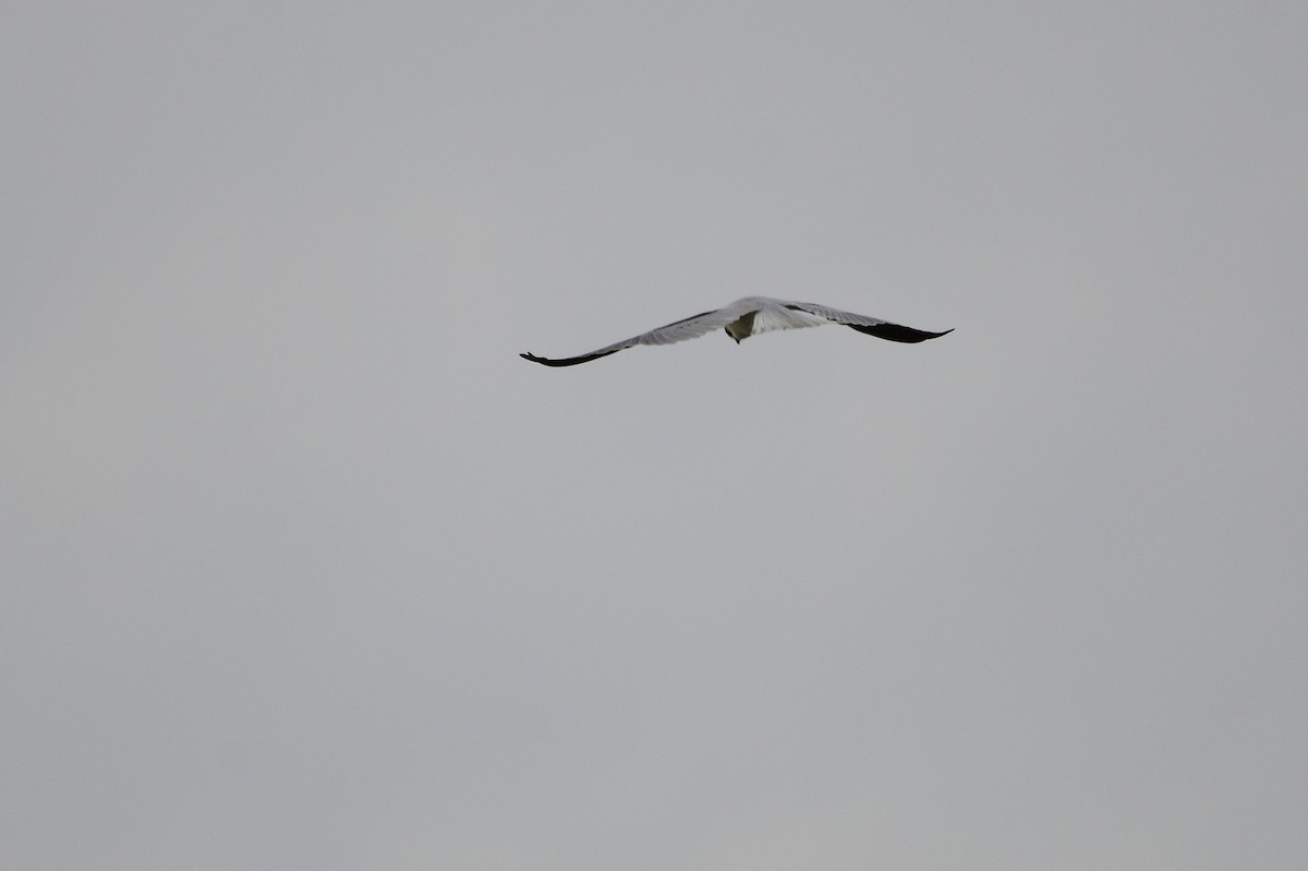 Black-shouldered Kite - ML620837423