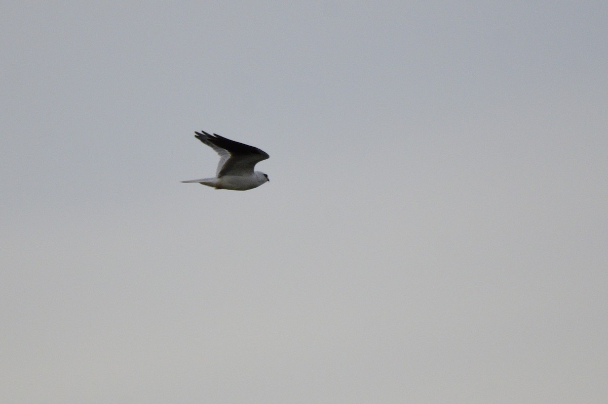 Black-shouldered Kite - ML620837429