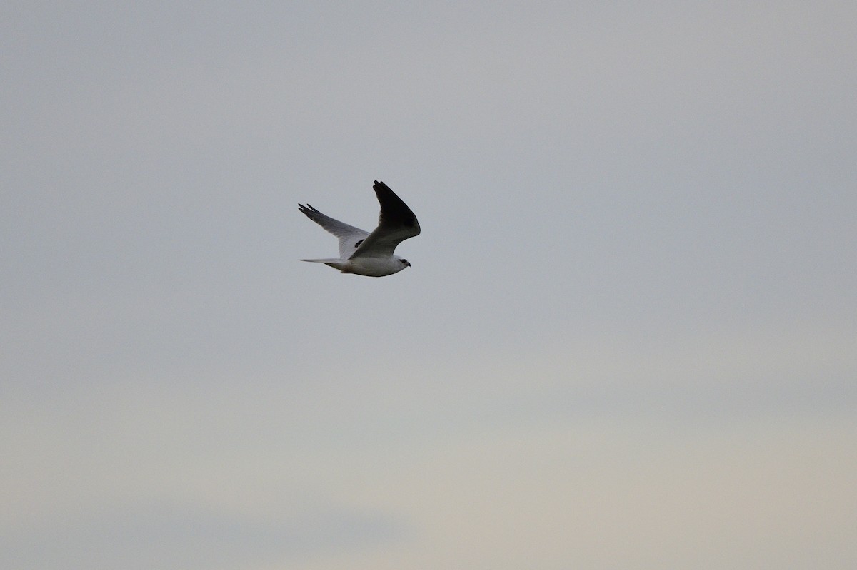 Black-shouldered Kite - ML620837430
