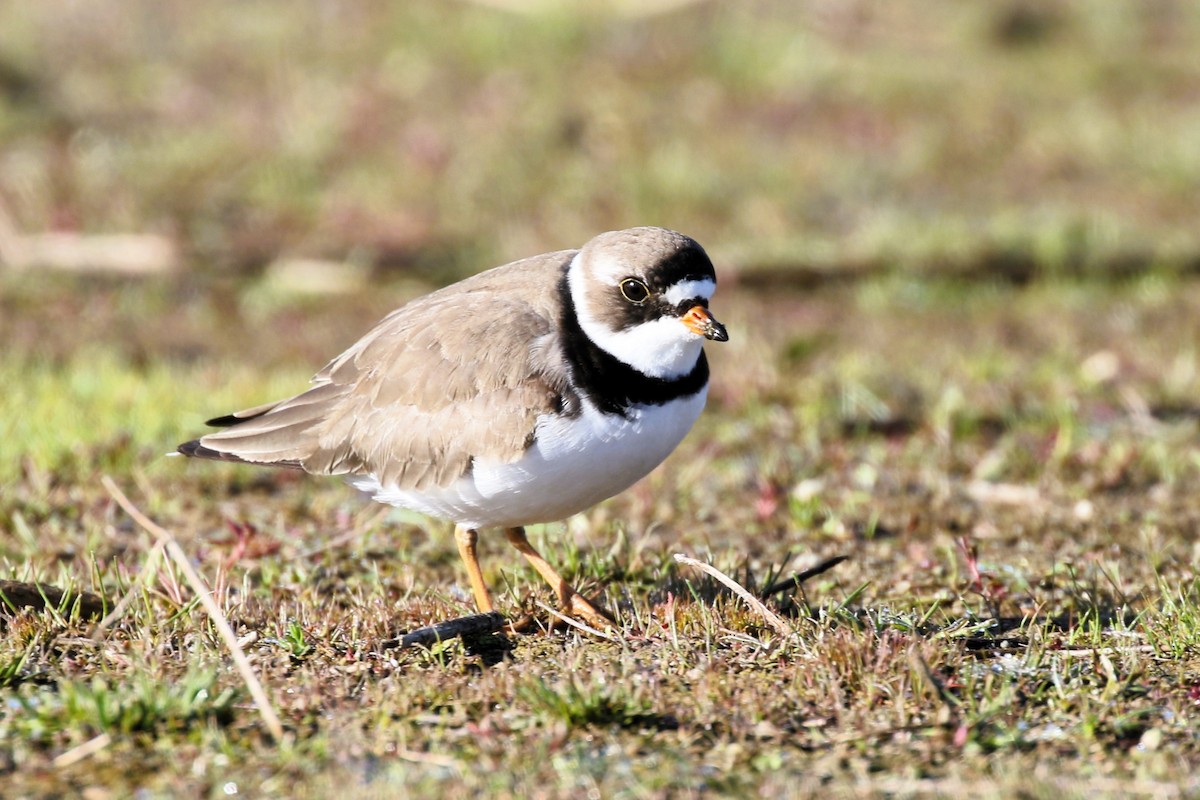 Semipalmated Plover - ML620837460