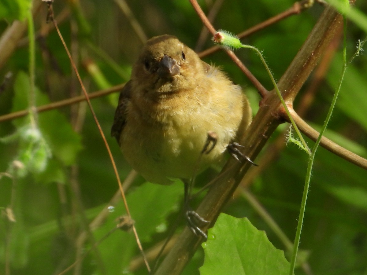 Yellow-bellied Seedeater - ML620837473