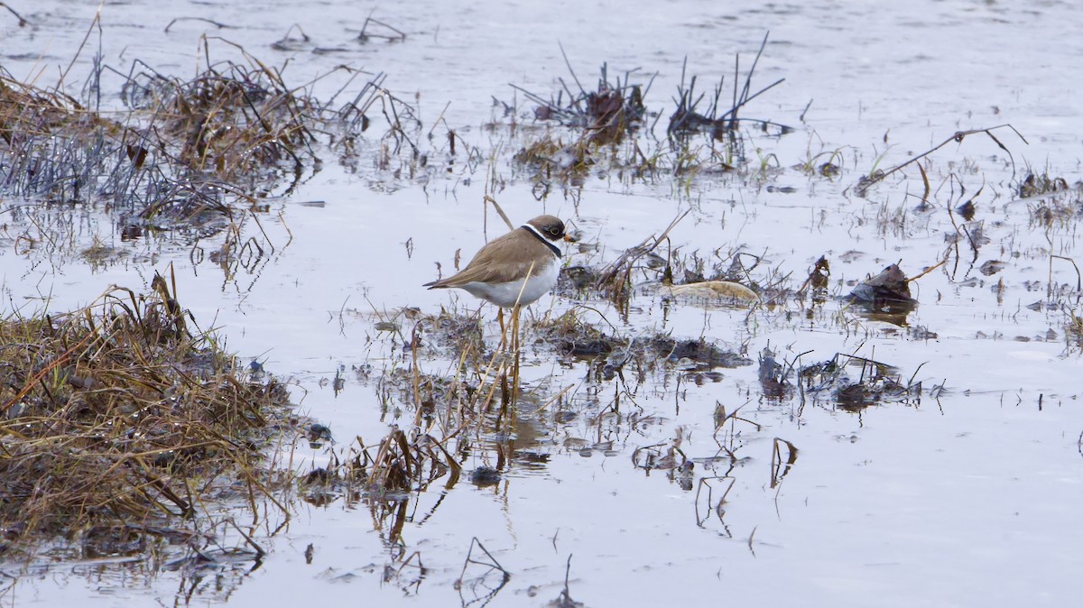 Semipalmated Plover - ML620837483