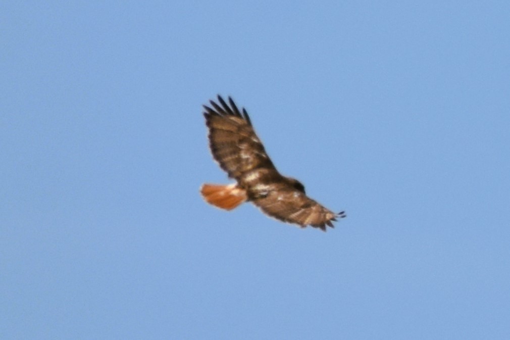 Red-tailed Hawk (borealis) - ML620837488