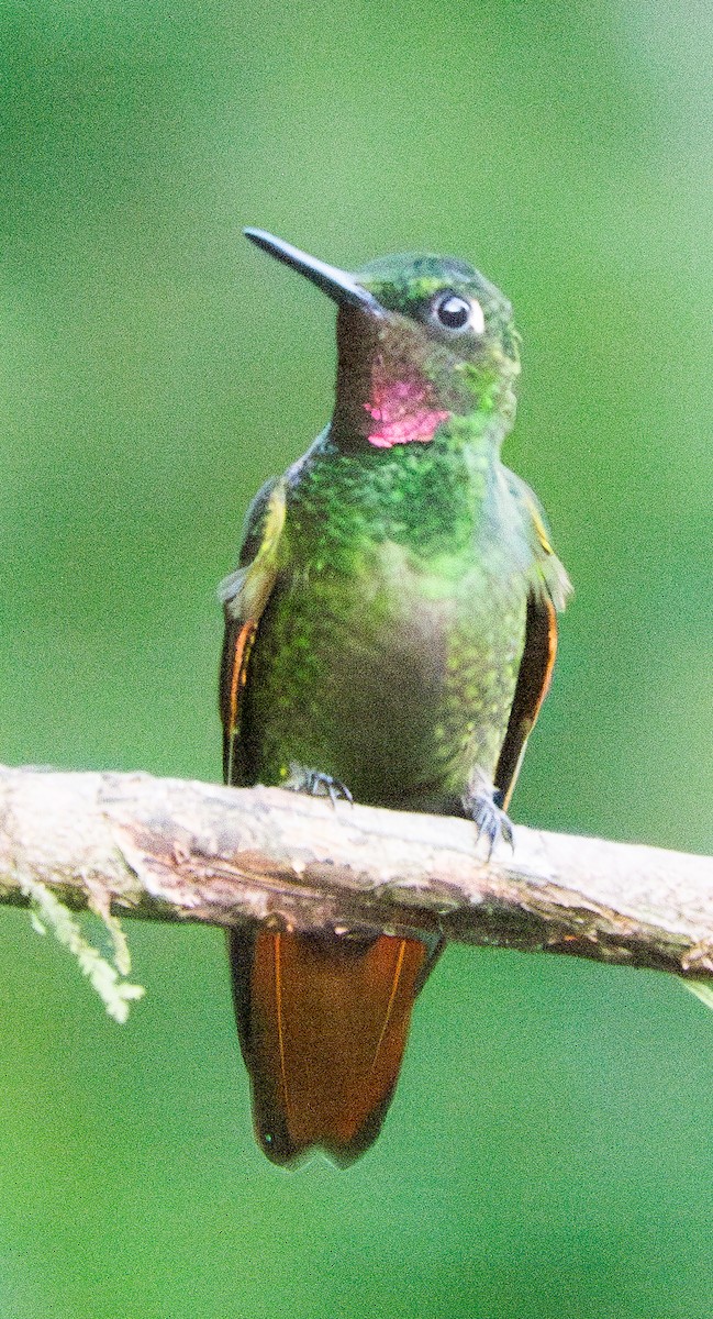 kolibřík brazilský - ML620837494