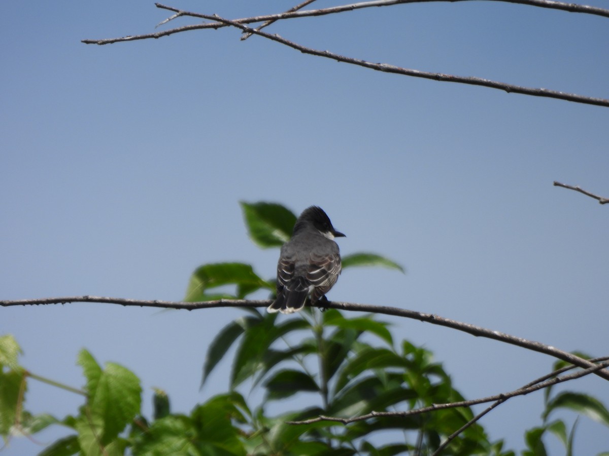 Eastern Kingbird - ML620837513