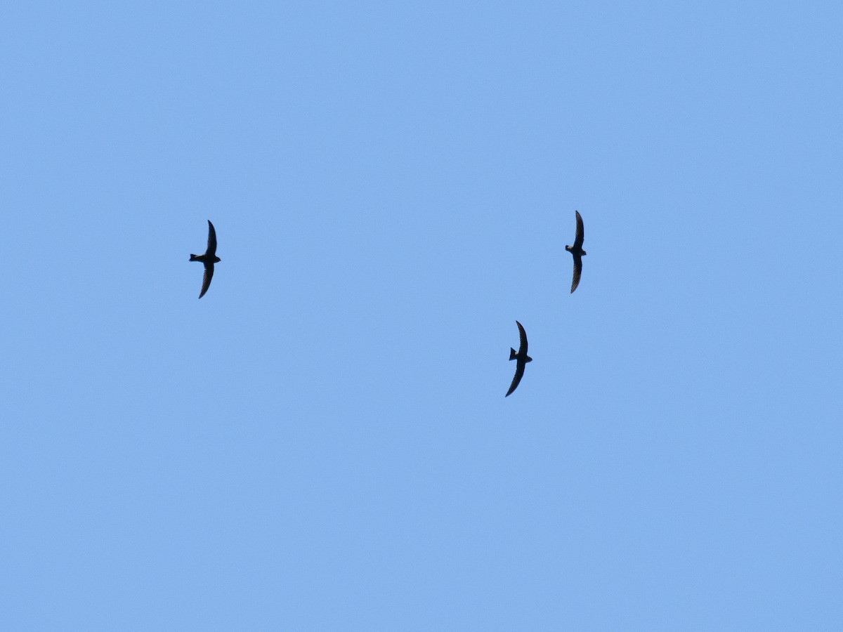 Black Swift - ML620837517