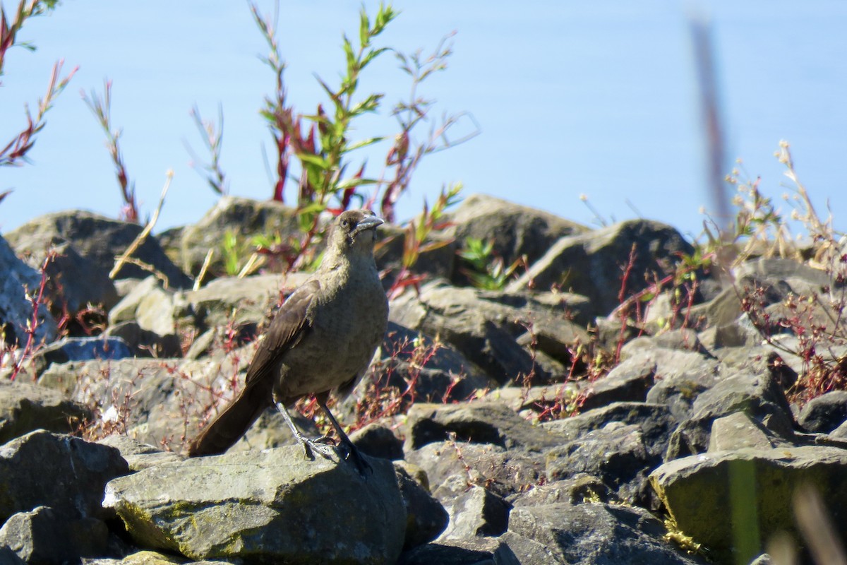 Great-tailed Grackle - ML620837525