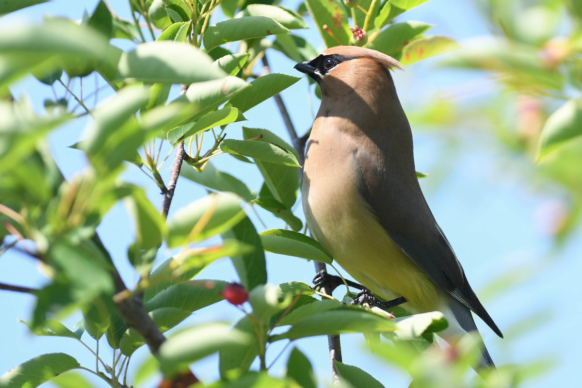 Cedar Waxwing - ML620837532