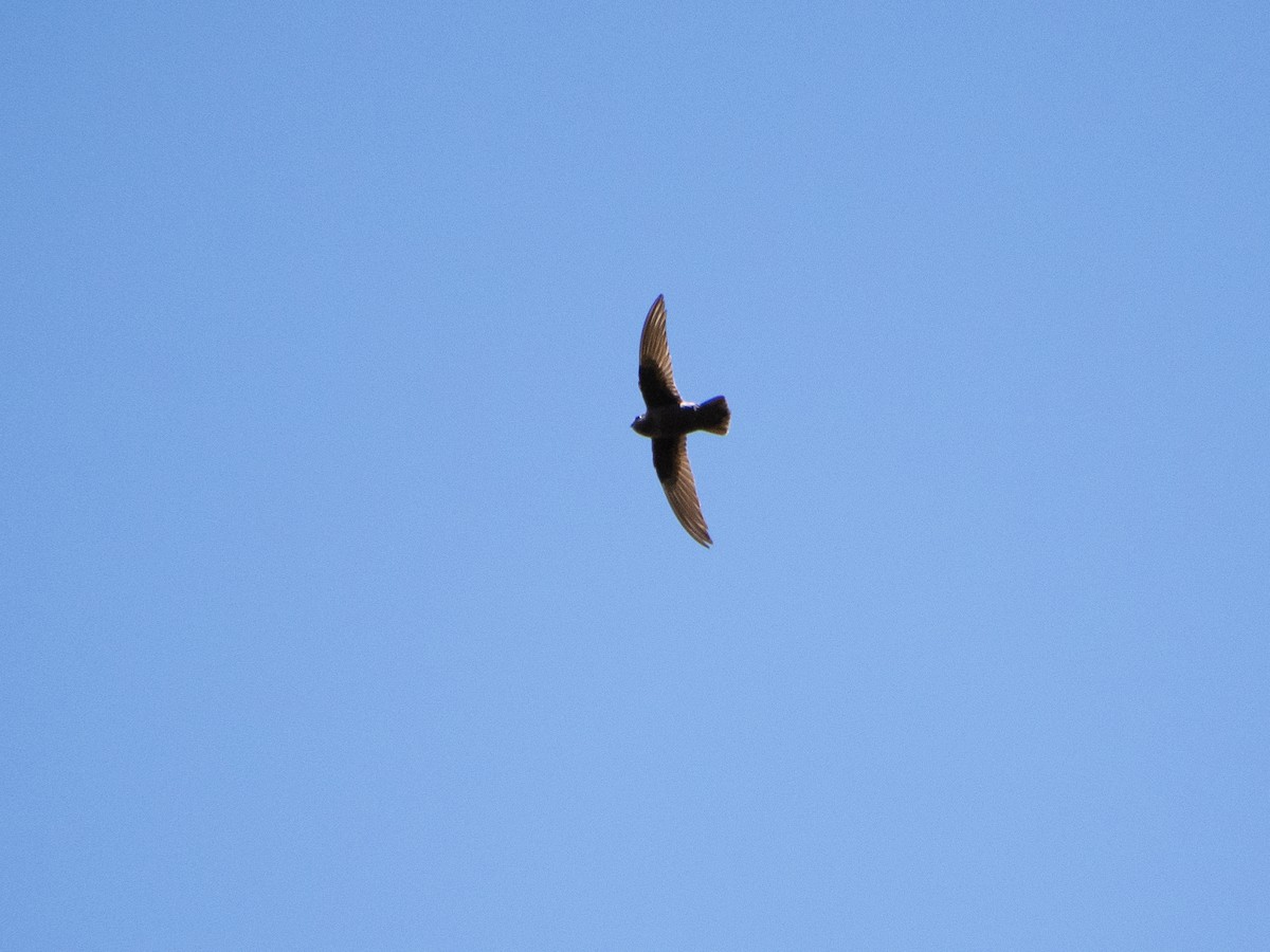 Black Swift - ML620837542