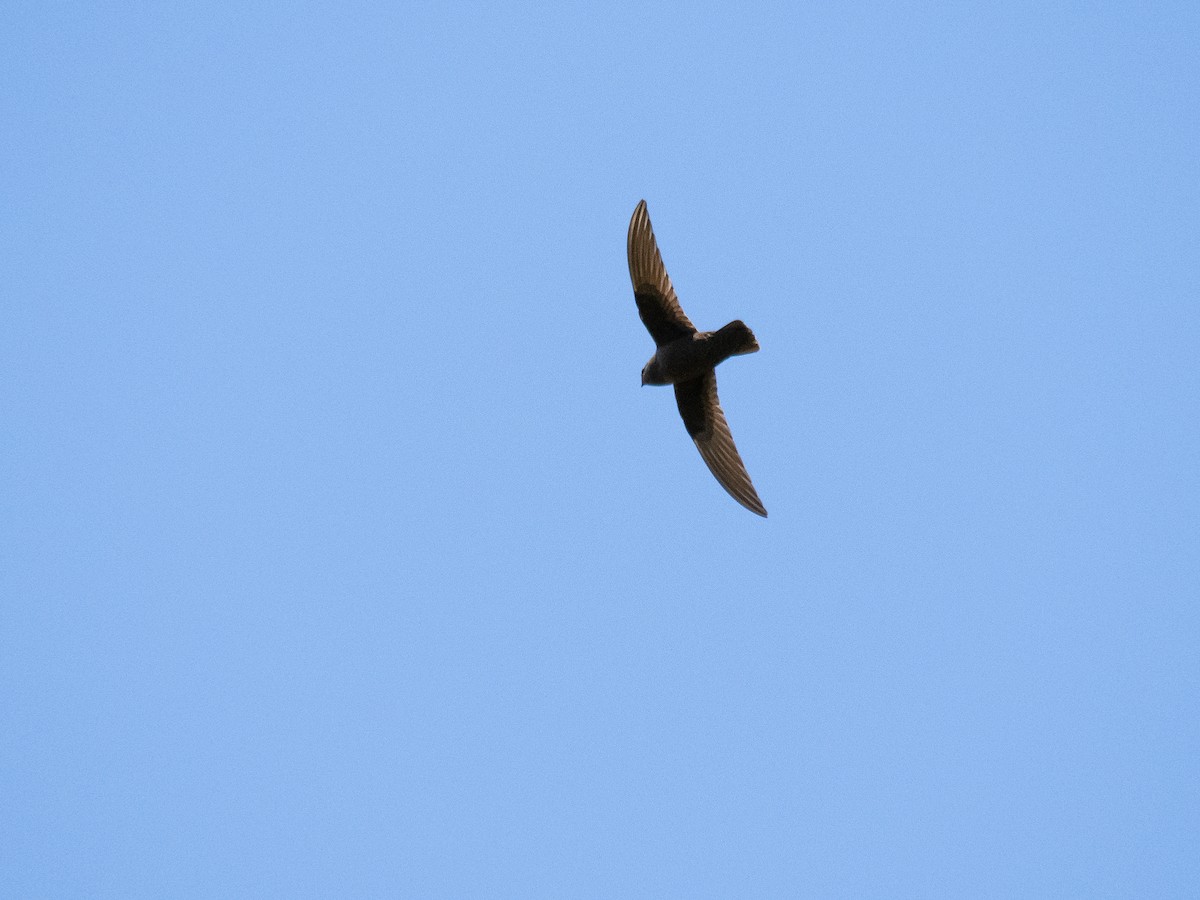 Black Swift - ML620837547