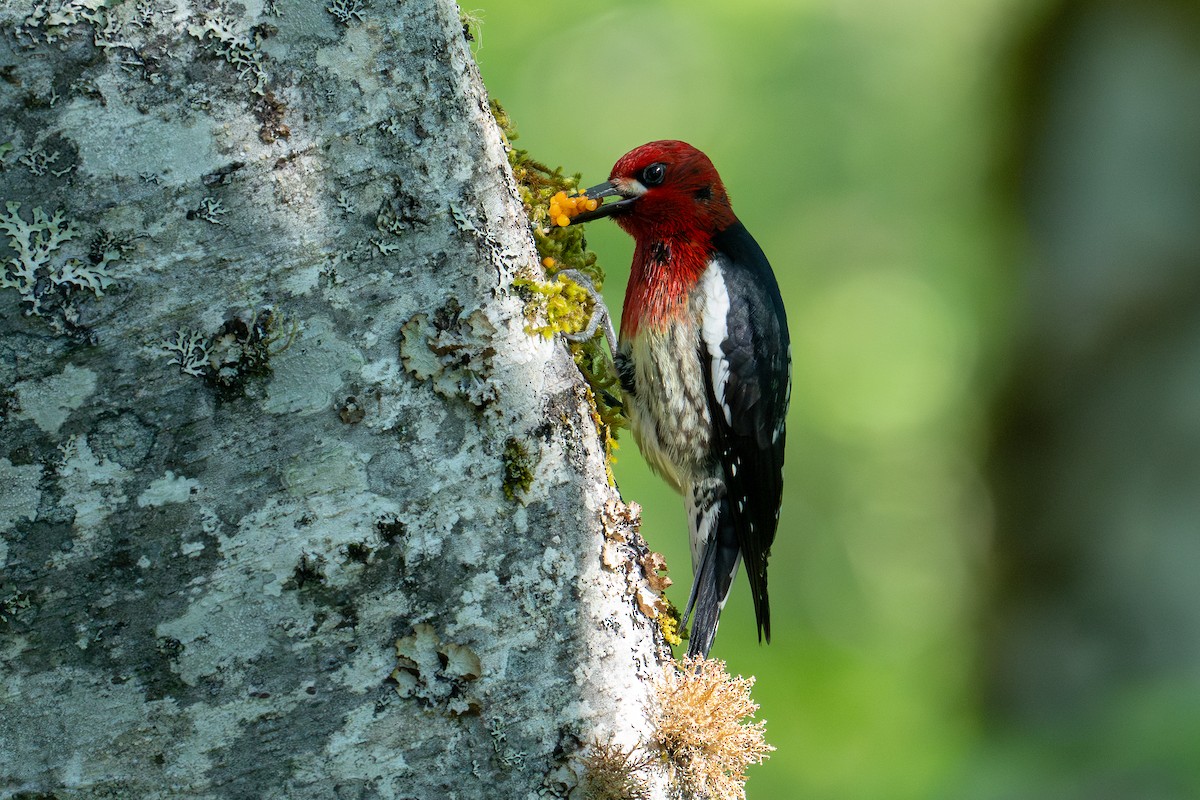 Red-breasted Sapsucker - ML620837556