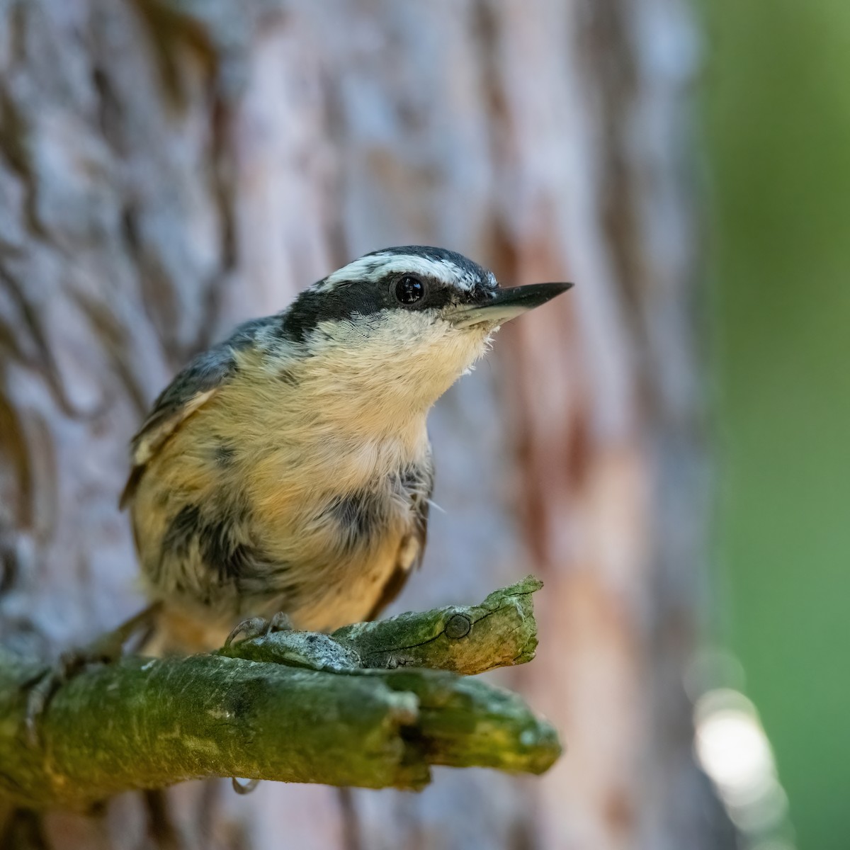 Red-breasted Nuthatch - ML620837565