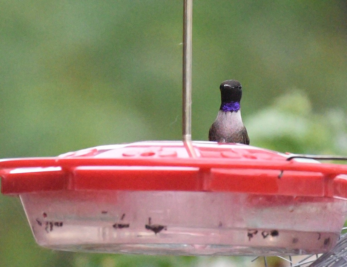 Black-chinned Hummingbird - ML620837582