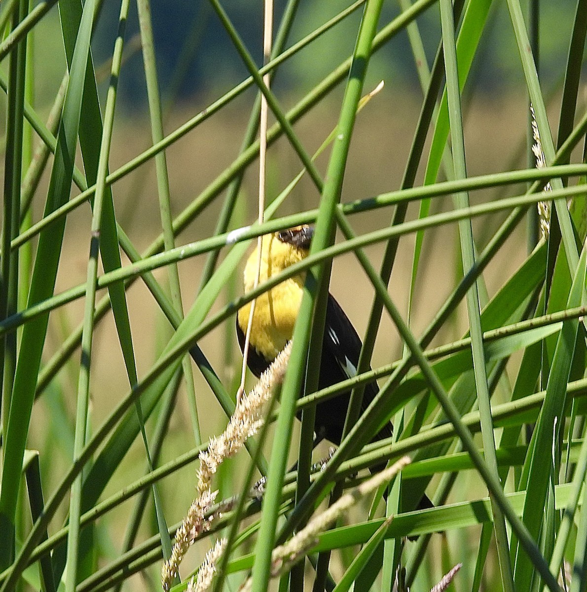 Yellow-headed Blackbird - ML620837583